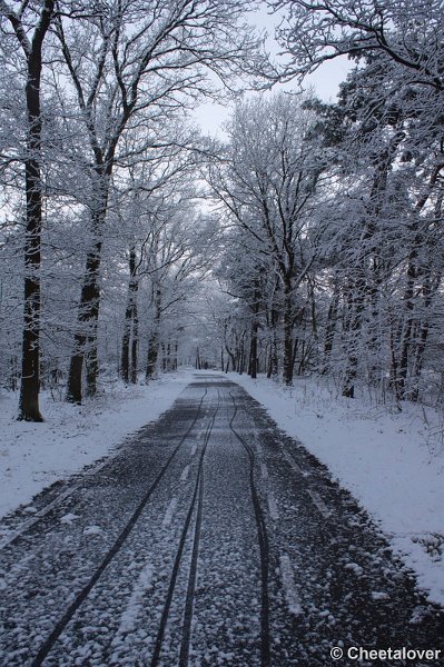 _DSC7259.JPG - Winter in Boswachterij Dorst